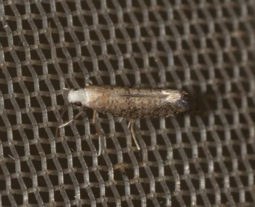 Réf. 239 572 : Swammerdamia compunctella